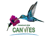 canves